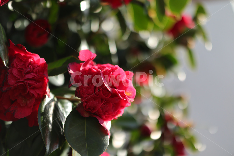 plant,식물,flower,geranium,제라늄,blossom,꽃,동백꽃,예쁜꽃