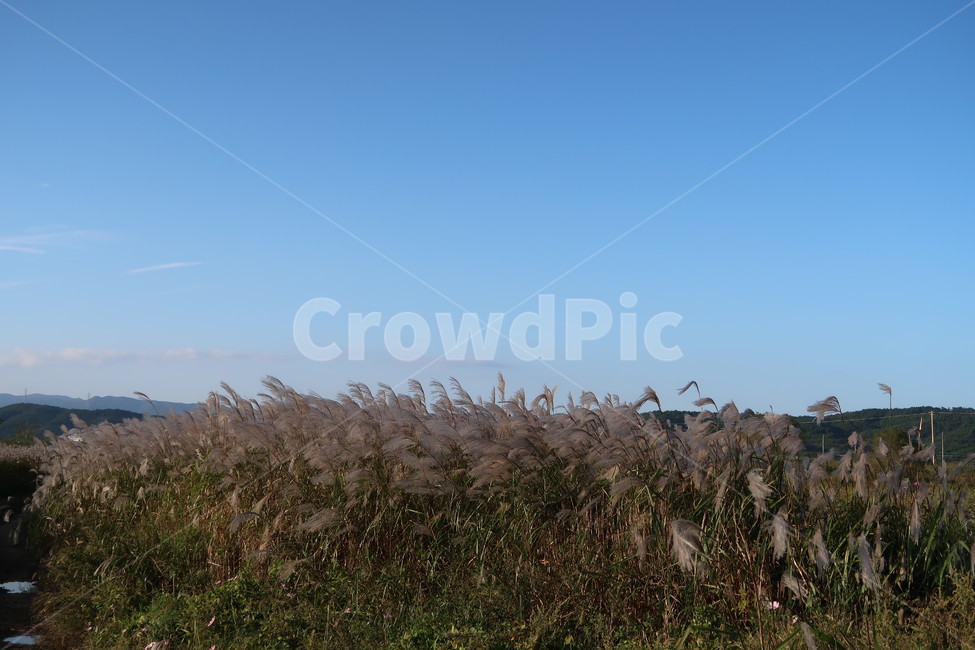 가을,갈대,fall,reed,하늘,sky,풍경,계절,가을,계절,fall,autumn,season,자연,풍경,nature,landscape,plant,식물,grass,잔디,lawn