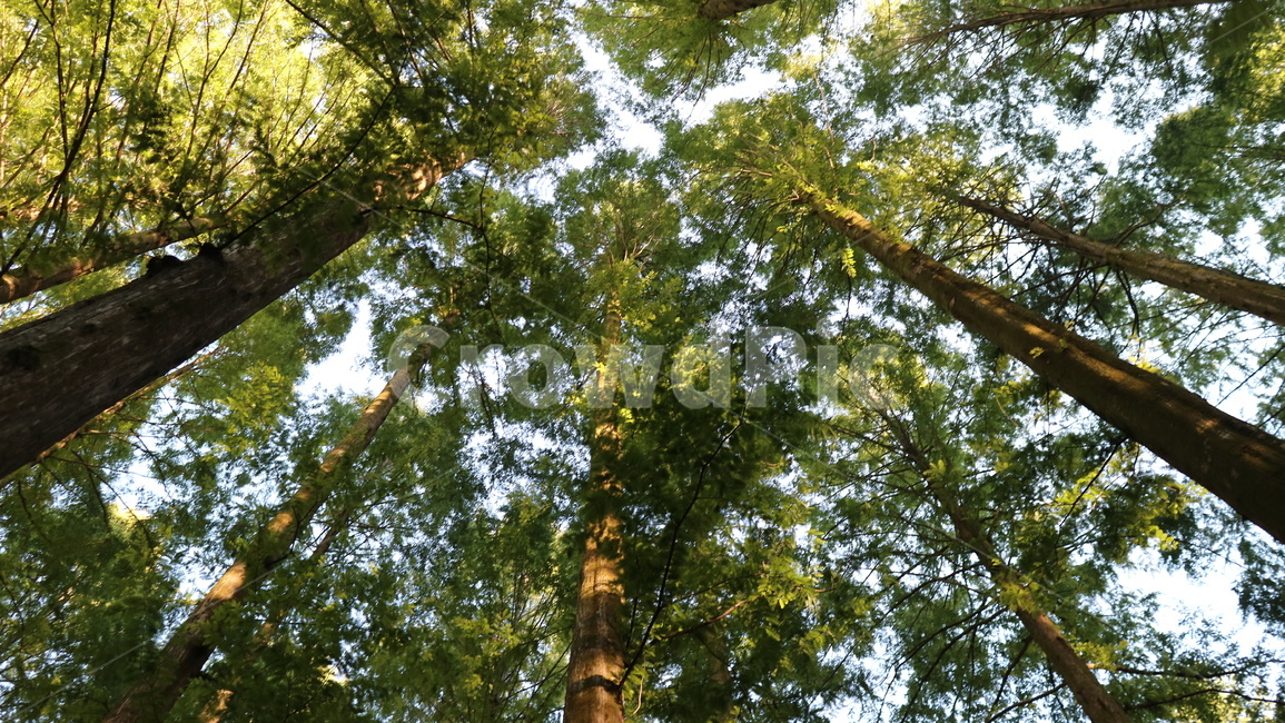 tree,나무,plant,식물,treetrunk,나무줄기,수직,숲