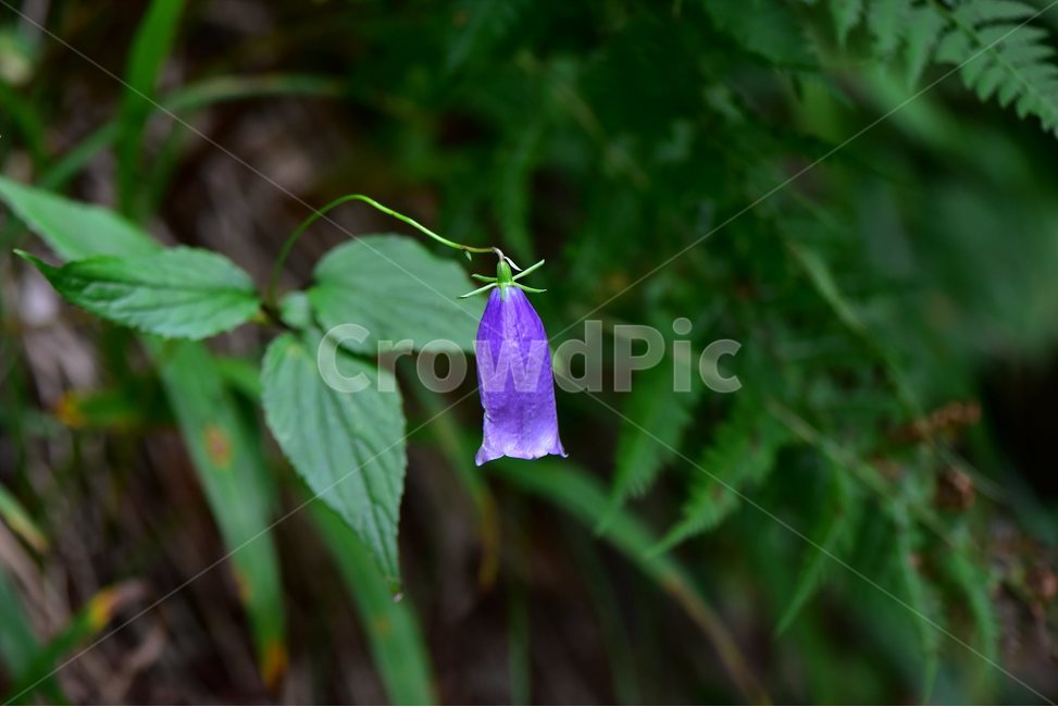 금강초롱꽃,야생화,식물,자연,꽃,생태,힐링,플라워,wildflower,flower,plants,nature,season,감성,느낌,emotion,feeling,여름,여러해살이풀,초롱꽃과,금강초록꽃속,자주색,식물,자연,plants,nature,꽃,flower