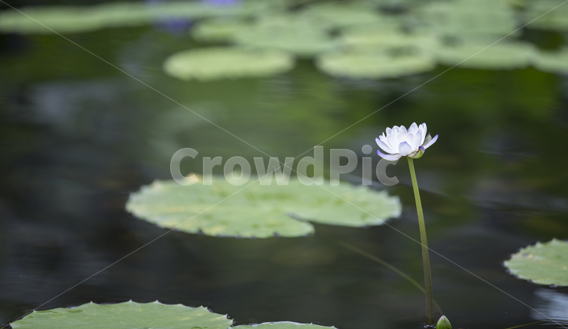 수련,연꽃,waterlily,blossom,flower,꽃,plant,식물,연못,한송이,식물,자연,plants,nature,꽃,flower