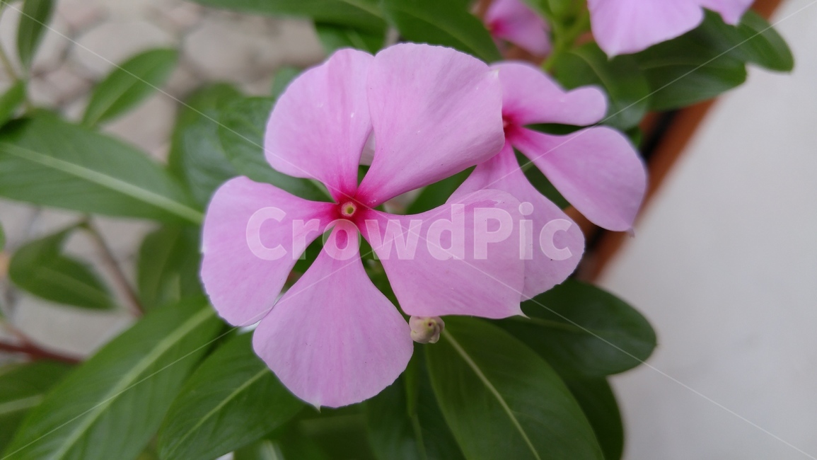 꽃,일일초,vincamajor,plant,식물,flower,blossom,봄꽃