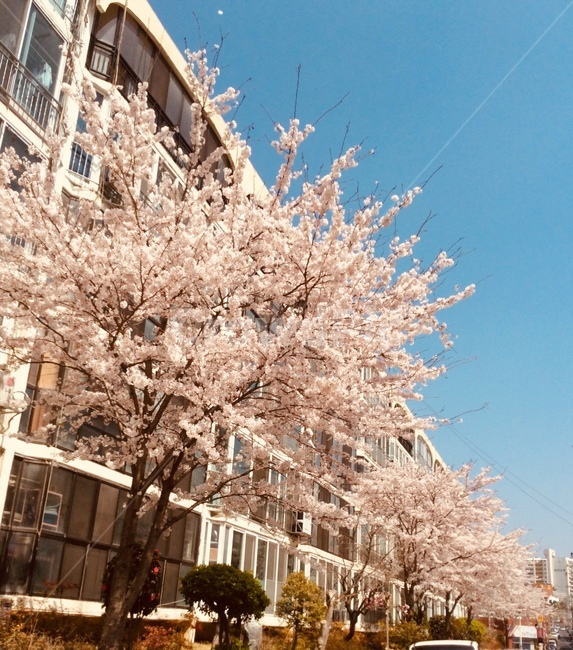 벚꽃,벚나무,동네,봄,아파트