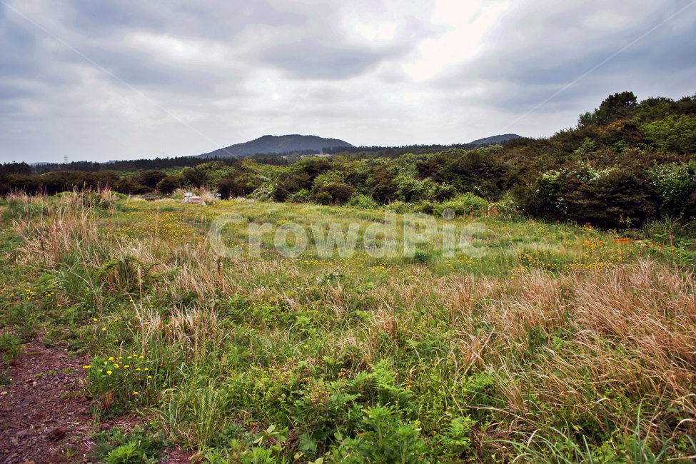 갑마장길,제주도,표선면,가시리,트레일,오름,자연,풍경,nature,landscape
