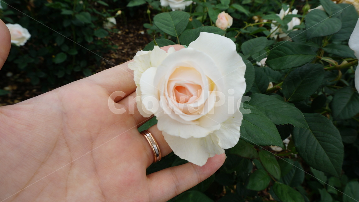 꽃,자연,식물,꽃축제,예쁜꽃,식물,자연,plants,nature,꽃,flower