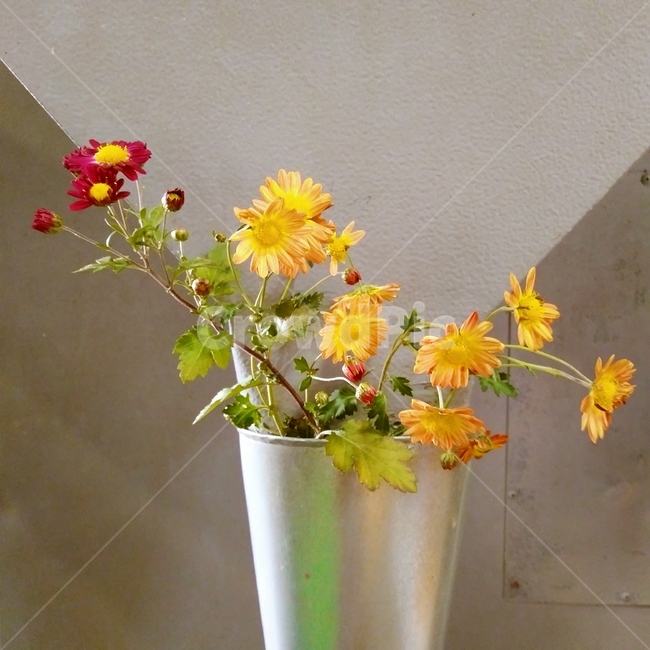 가을,국화,꽃,노란국화,붉은국화,식물,자연,plants,nature,꽃,flower,실내용화초,화분,화초,house plant,인테리어,실내디자인,interior design
