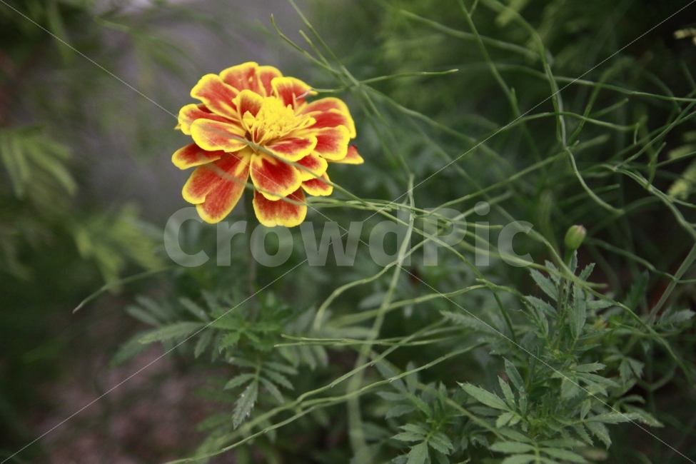 꽃,꽃배경,꽃말,수고,고통,인내,식물,자연,plants,nature,꽃,flower