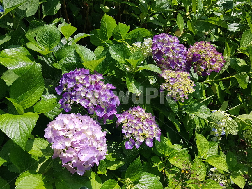 수국,flower,꽃,식물,보라색