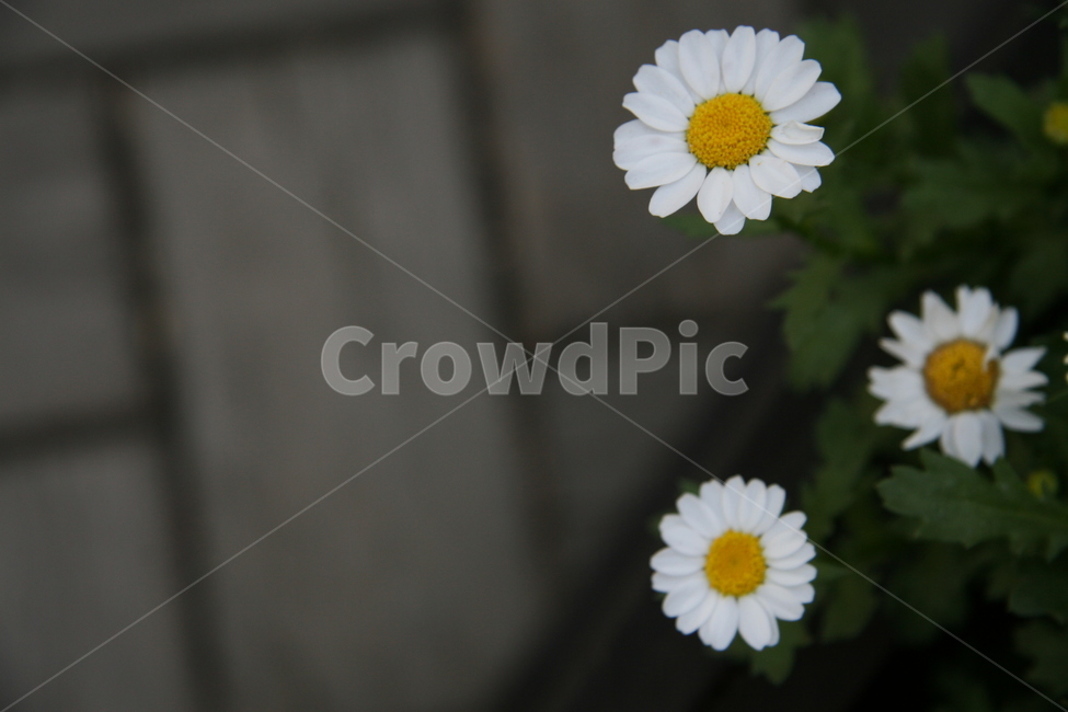 꽃,flower,식물,plant,blossom,데이지,daisies,식물,자연,plants,nature,꽃,flower