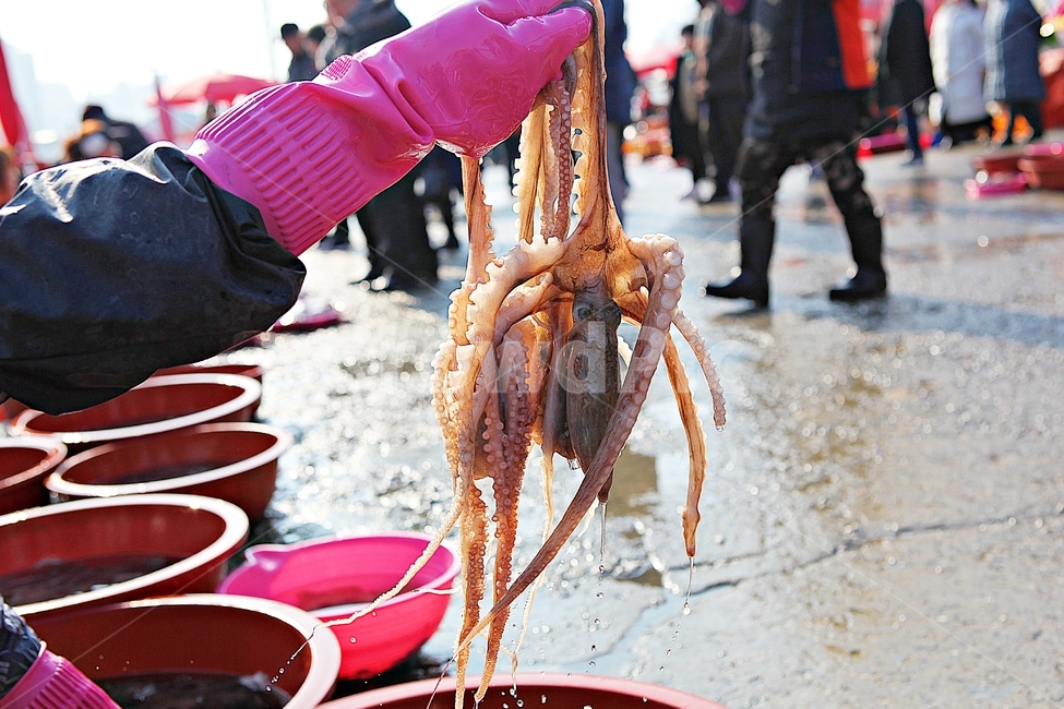 낙지,산낙지,긱재료,수산물,해산물,연체동물,음식,먹거리,횟감,시장,마트,마켓,market,mart,market place
