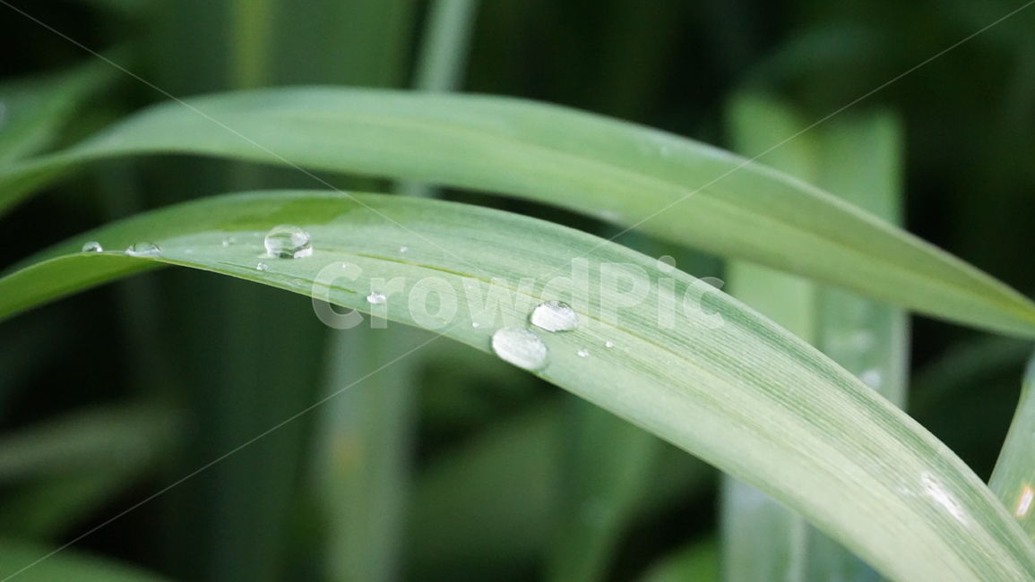 작은물방울,grass,water,green,dew,nature,leaf,drop,rain,plant,macro,drops,leaves,wet,summer,blade,fresh,spring,morning,plants,garden,flora,freshness,raindrop,environment,droplet,식물,자연,plants,nature