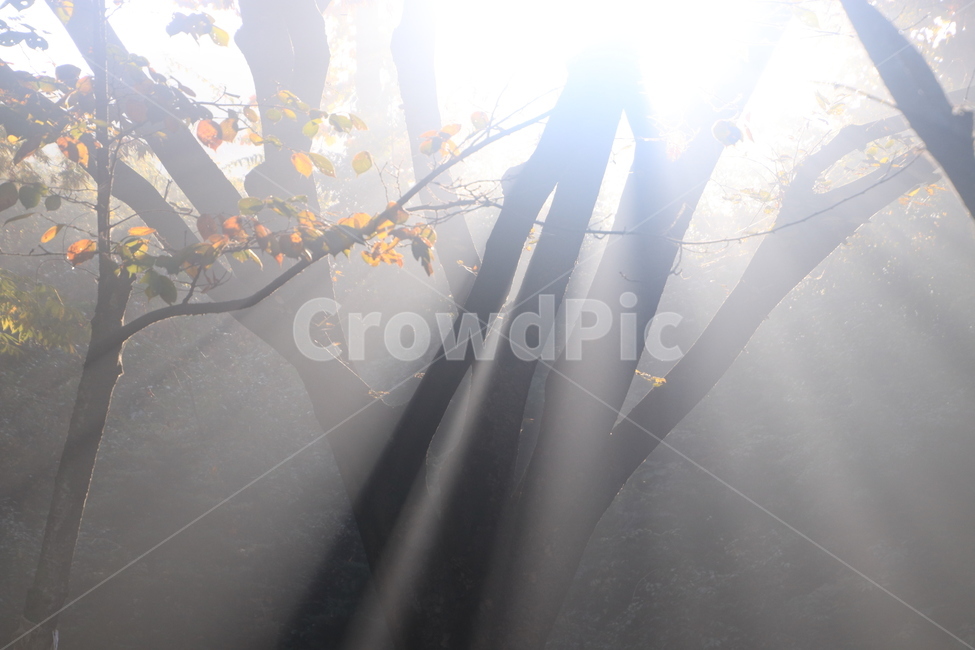 light,빛,플레어,sunlight,햇빛,빛내림,자연,nature,숲,forest,자연,풍경,nature,landscape