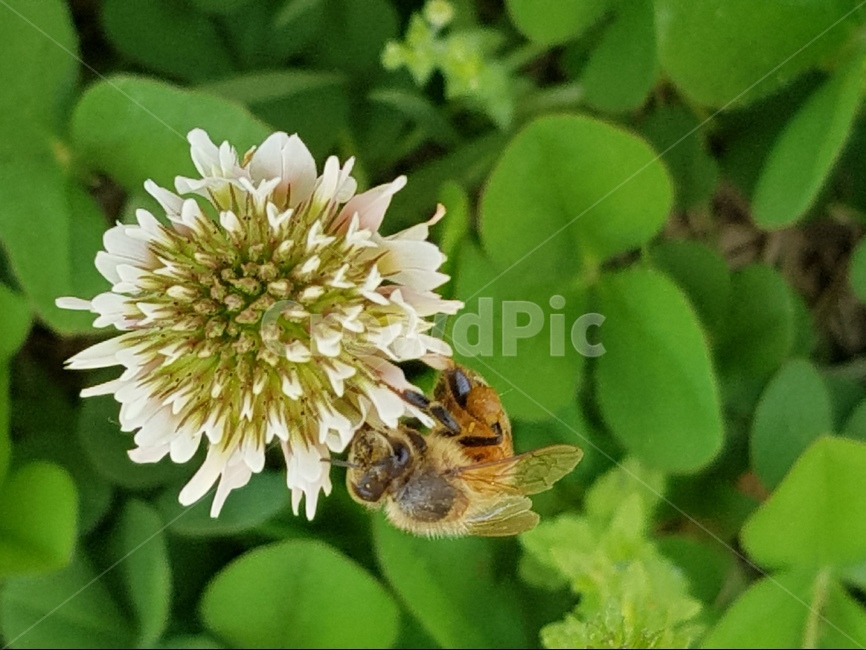 곤충,크로바,벌,꽃,자연,식물,자연,plants,nature,꽃,flower,동물,animal,곤충,벌레,insect,bug