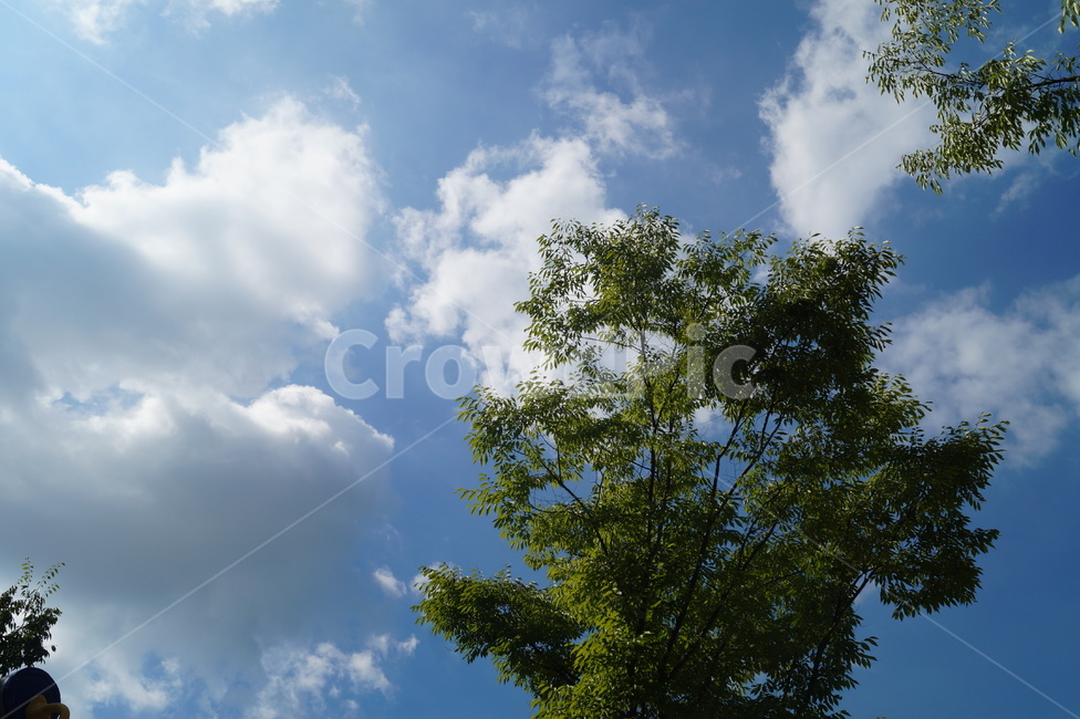 자연,nature,옥외,weather,날씨,하늘,나무,구름,식물,자연,plants,nature,나무,trees,wood