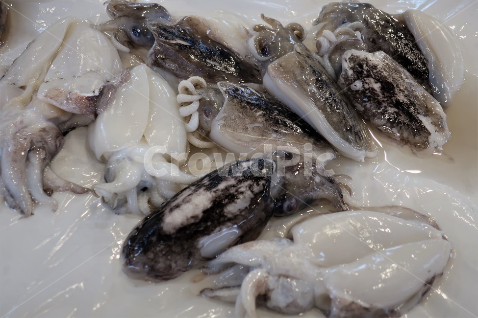 갑오징어,오징어,연체,동물,해산물,수산물,어시장,먹물,식재료,납작뼈,수산물,해산물,fishery products,seafood