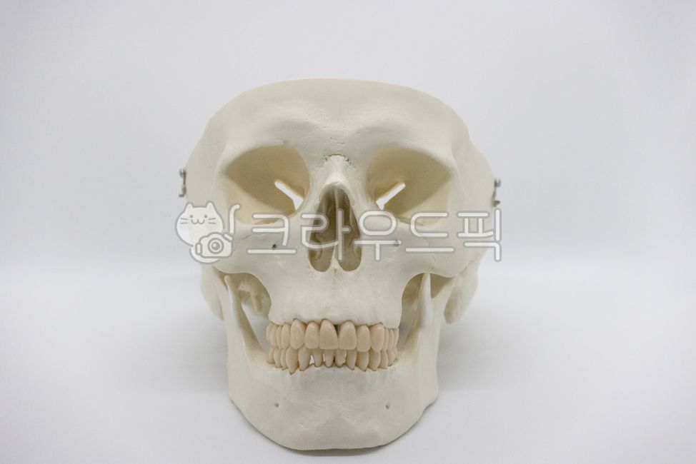 jaw,skull model,horror,chin,festival,bone,Halloween Day,holloweenparty,halloween festival,Skull,skull,Halloween,event,scared,fear