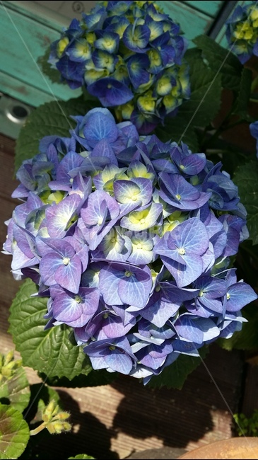 수국,봄,식물,화초,꽃,식물,자연,plants,nature,꽃,flower