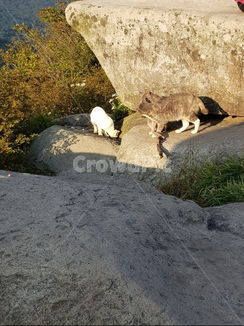 괭이,고양이,암컷,수컷,동물,부부,동물,animal,포유류,mammal,고양이,cat,kitten,kitty