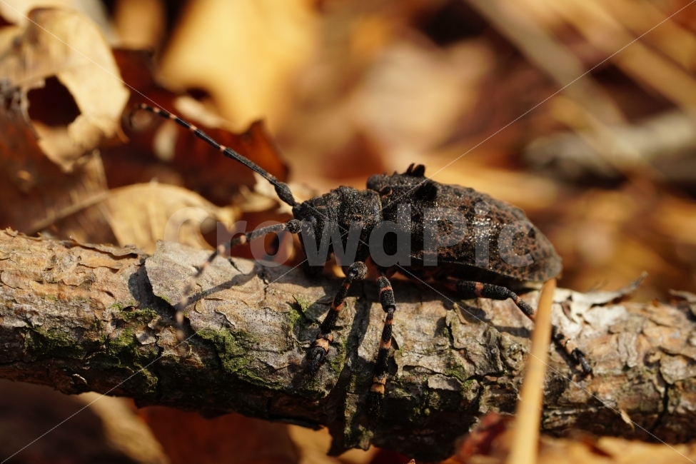 털두꺼비하늘소,곤충,자연,산,나무,식물,낙엽,이파리,벌레,insect,nature,동물,animal,macro,접사,closeup,클로즈업,산속,숲속,산림,삼림,환경,plants,생명,풍경,landscape,snap,스냅,나뭇가지,동물,animal,곤충,벌레,insect,bug
