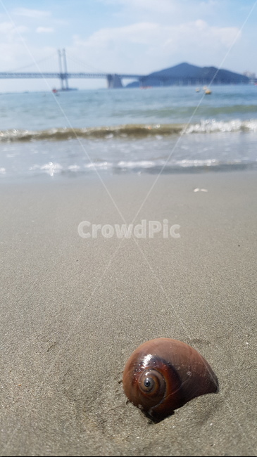 부산,광안리,바다,해변,고동,busan,sea,ocean,shell,감성,자연,풍경,nature,landscape,해변,바다,beach,sea