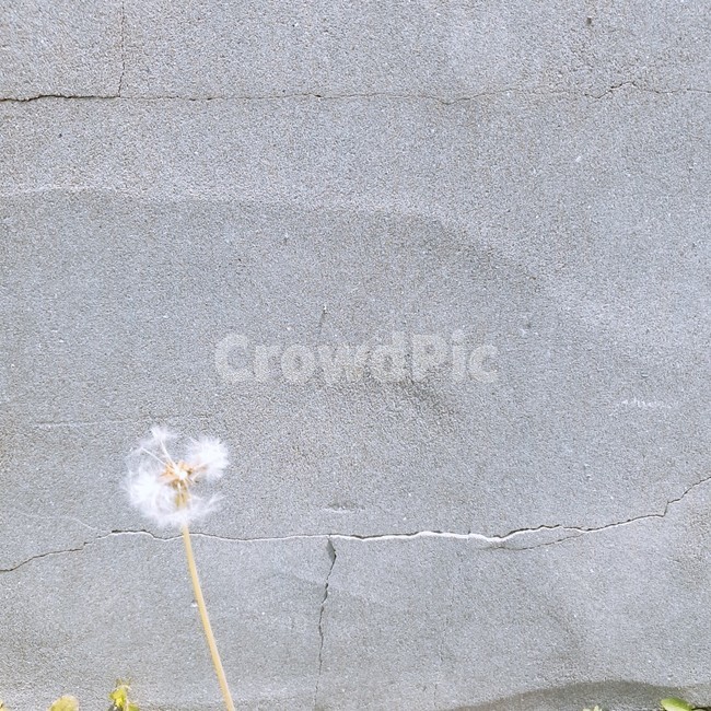 민들레,민들레홀씨,홀씨,자연,꽃