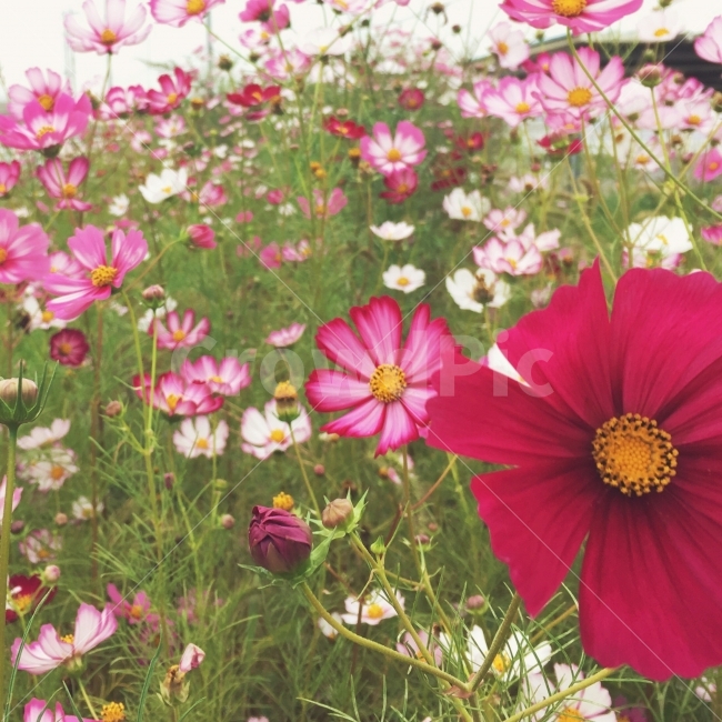 꽃,코스모스,코스모스꽃,코스모스들판,코스모스필무렵,가을,계절,fall,autumn,season,식물,자연,plants,nature,꽃,flower,plant,blossom,petal,꽃잎,daisies,데이지,daisy