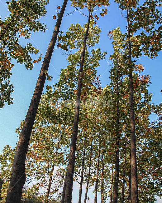 plant,식물,tree,나무,treetrunk,나무줄기