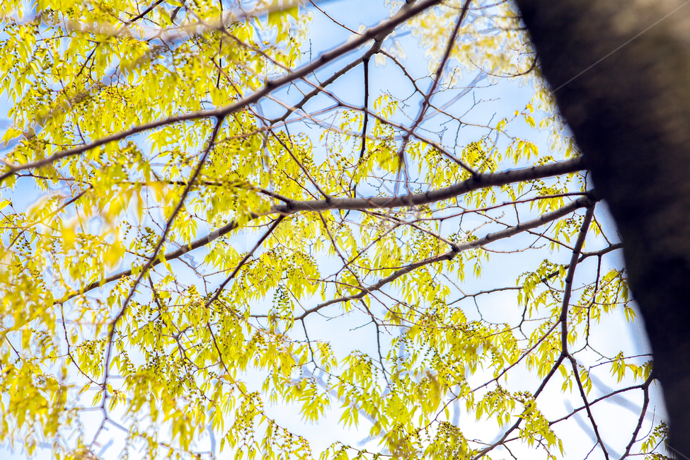 봄,출사,풍경,배경,배경화면,식물,자연,plants,nature,꽃,flower