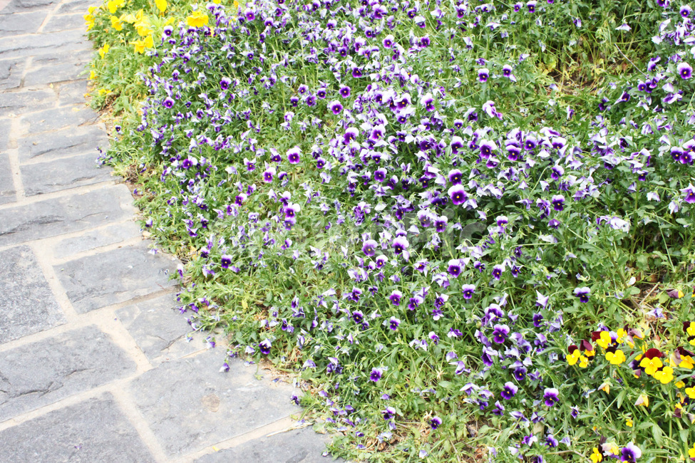 꽃,꽃밭,식물,자연,flower,flowergarden,plant