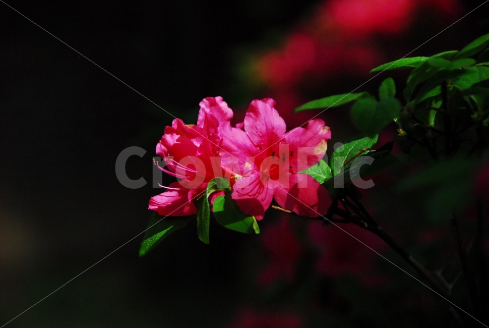 철쭉,봄,봄꽃,붉은철쭉,꽃나무,식물,자연,plants,nature,꽃,flower