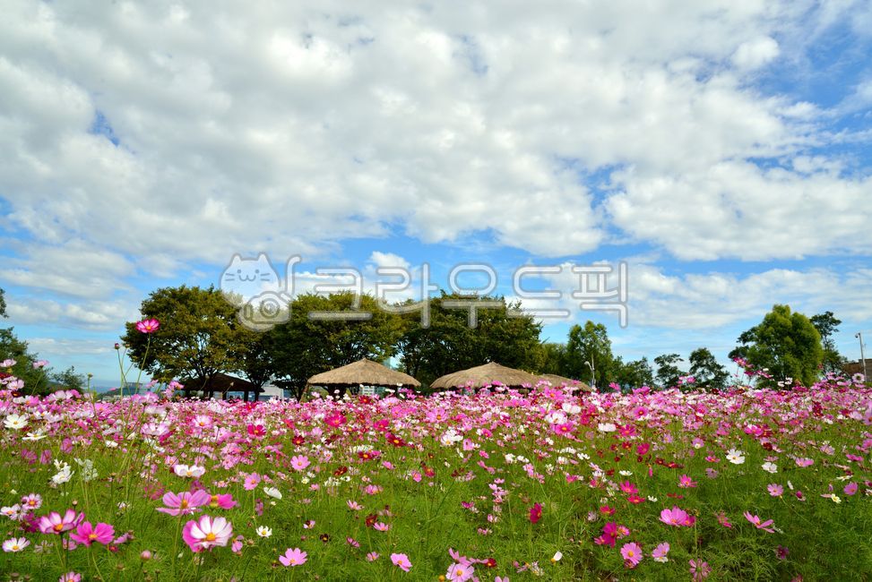 장관,꽃잎,아름다움,하늘,예쁜,누각,목초지,풍경,정원,꽃,코스모스,하늘정원,계절,봄,배경,식물,신선한,여름,화려,황금,환경