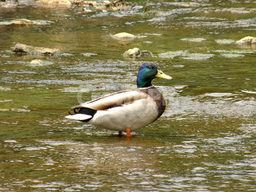 오리,조류,새,동물,천둥오리,동물,animal,조류,새,birds