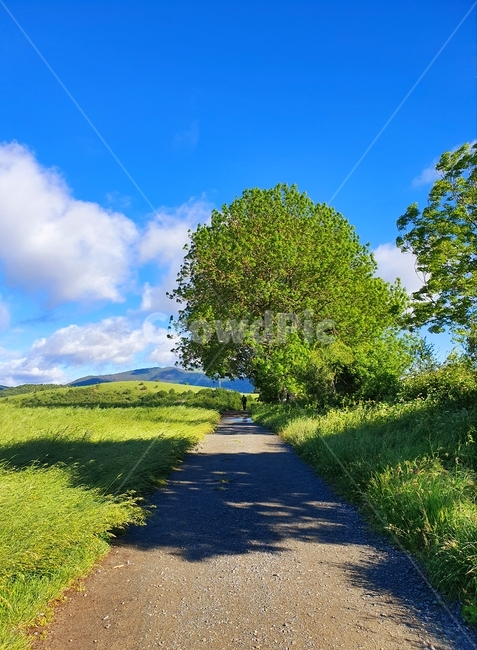 까미노,산티아고,순례자의길,풍경,오솔길,파란하늘,나무,camino,santiago,caminodesantiago,pilgrim,landscape,path,bluesky,tree