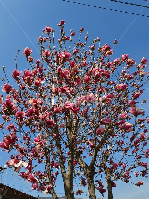plant,식물,꽃,flower,blossom