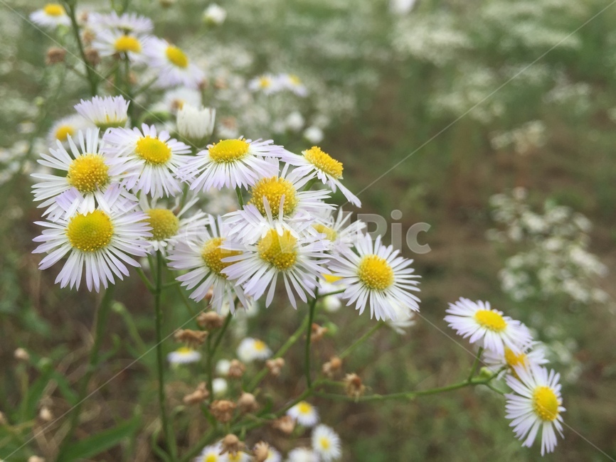 꽃,들꽃,야생화,자연,flower