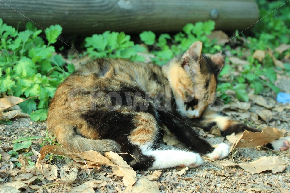 공원,자연,휴식,힐링,하늘공원,하늘,갈대,고양이,들고양이,길냥이,동물,animal,고양이,cat,kitten,kitty,포유류,mammal