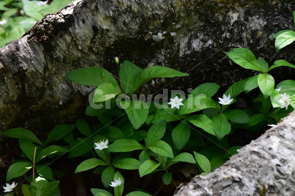 참기생꽃,야생화,식물,자연,생태,꽃,힐링,플라워,wildflower,flower,plants,nature,season,감성,느낌,emotion,feeling,앵초목,앵초과,기생꽃속,여러해살이풀,희귀식물