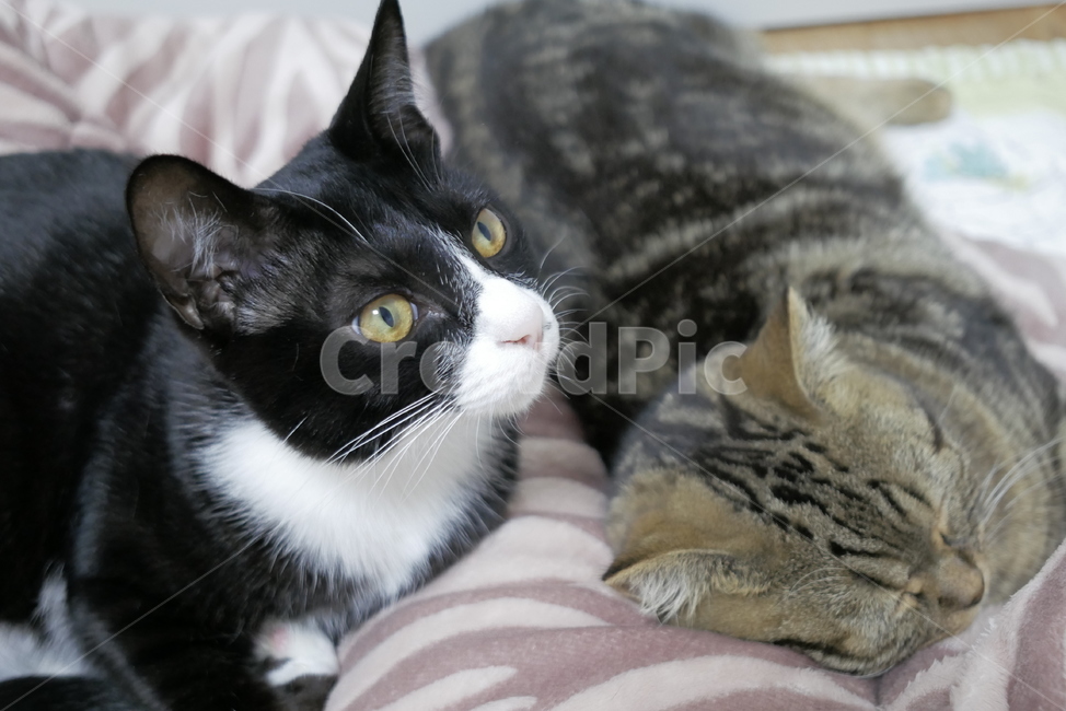 고양이,동물,반려동물,애완동물,cat,pet,동물,animal,포유류,mammal,고양이,cat,kitten,kitty