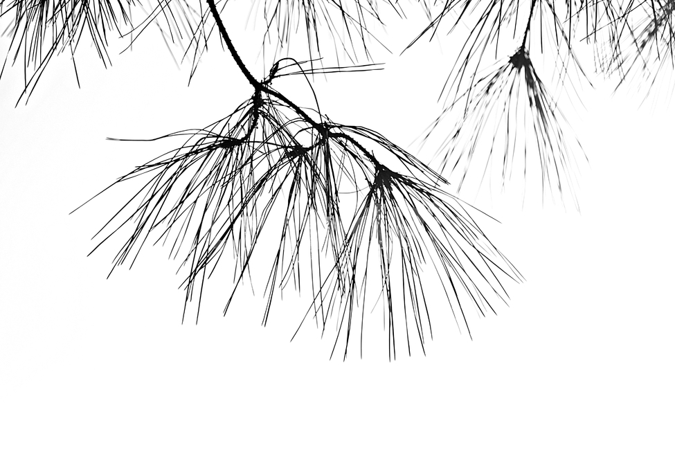 소나무,솔잎,빛,하늘,자연,배경,식물,자연,plants,nature,실루엣,그림자,silhouette,shadow