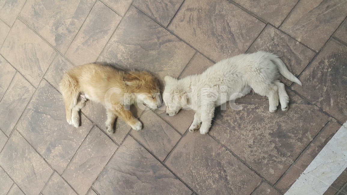 강아지,잠자는강아지,힐링,휴식,개,puppy,dog,rest,healing,sleeping,동물,animal,포유류,mammal,개,강아지,dog,doggy