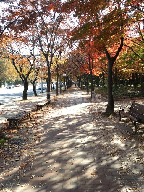 가을,단풍,길,단풍나무,가로수,풍경,가을,계절,fall,autumn,season,자연,풍경,nature,landscape,tree,나무,plant,식물,tree trunk,나무 줄기