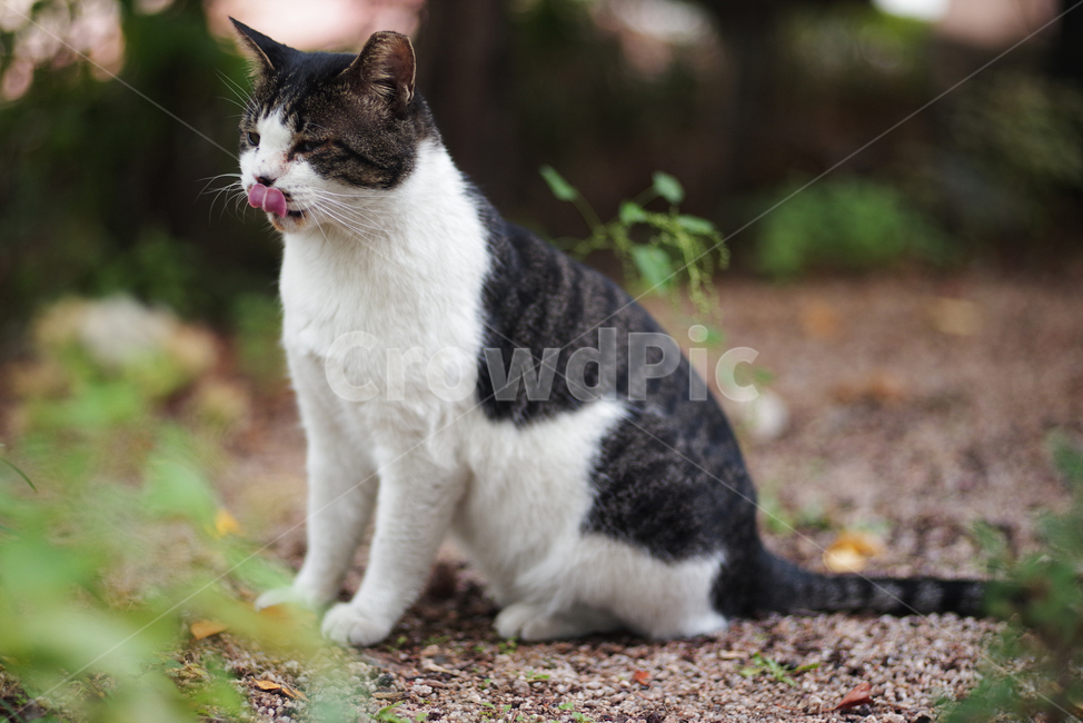 고양이,길고양이,길냥이,동물,자연,애완동물,cat,kitty,kitten,cute,animal,pet,동물,animal,포유류,mammal,고양이,cat,kitten,kitty