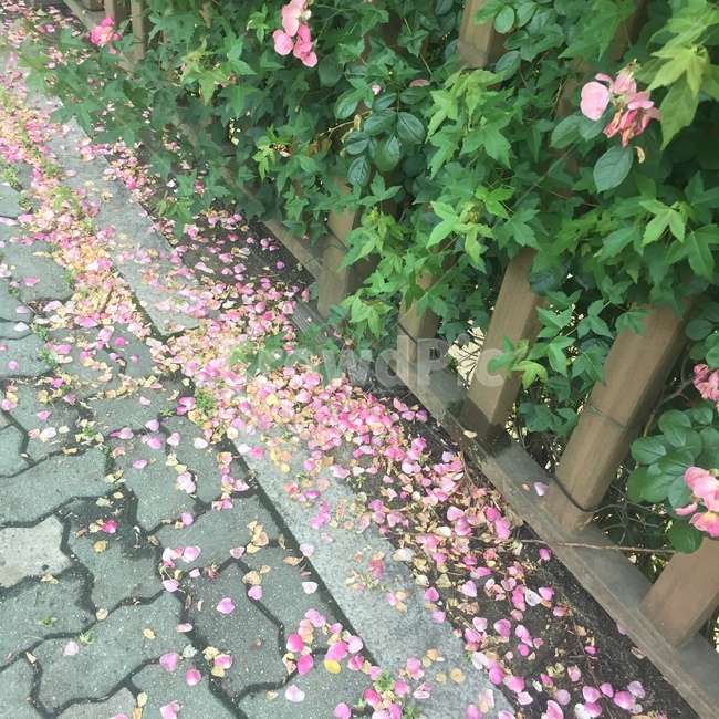꽃잎,풀,꽃,푸름,장미