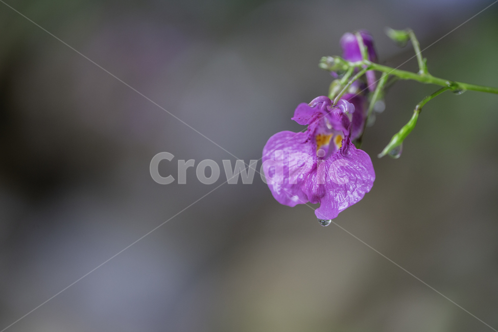 식물,자연,꽃,물봉선화,여름,식물,자연,plants,nature,꽃,flower