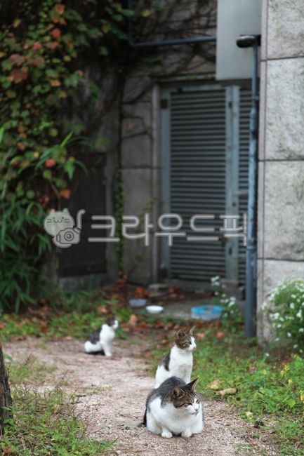 고양이,길고양이,cat,animal,동물,고양이가족,catfamily,고양이식구,고양이세마리,고양이집,길고양이들,고양이들,고양이떼,고양이무리,길고양이무리,cats,animals,고양이새끼,응시
