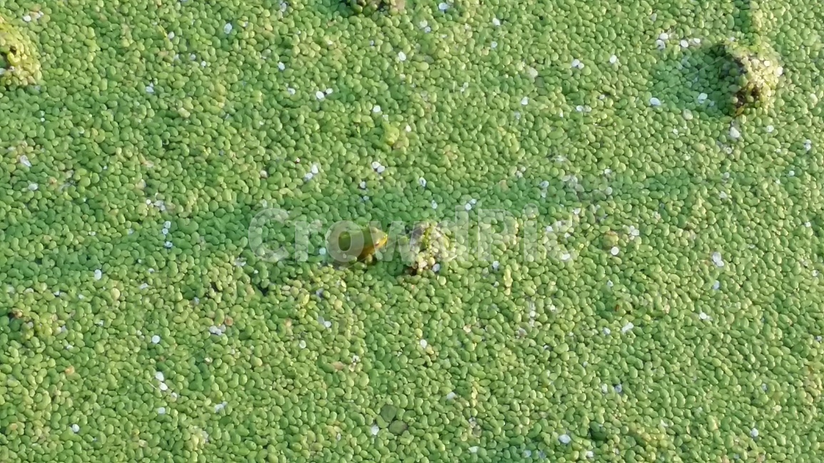 개구리,금개구리,논생물,양서류,논,동물,animal,파충류,양서류,reptile,amphibian