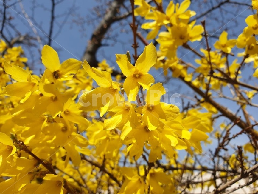 개나리,봄,따뜻함,화사함,봄꽃,노란색,노란꽃,꽃,flower,계절,하늘파란색,가지,나무,암술,수술