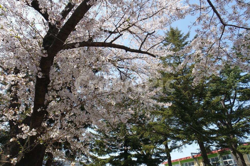 벚꽃,벚꽃나무,하늘,소나무,나무,tree,cherryblossoms,pine,식물,자연,풍경,봄,꽃,flower,벚나무,계절,봄,계절,spring,season,자연,풍경,nature,landscape,plant