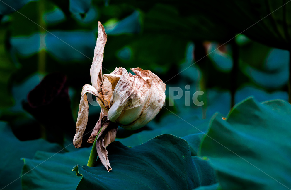연,생명,감성,의지,식물,식물,자연,plants,nature