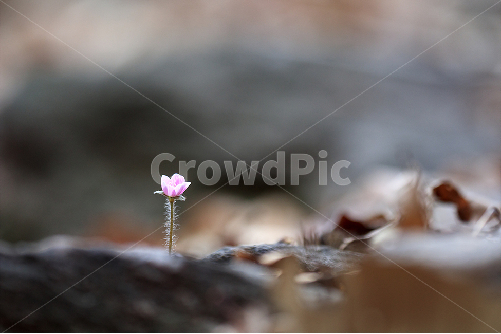봄,노루귀,야생화,수리산,봄꽃,식물,자연,plants,nature,꽃,flower